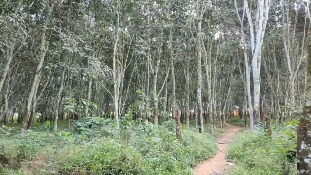 Under-invoicing scandal hits Ghana’s raw rubber exports, over US$700m unaccounted for