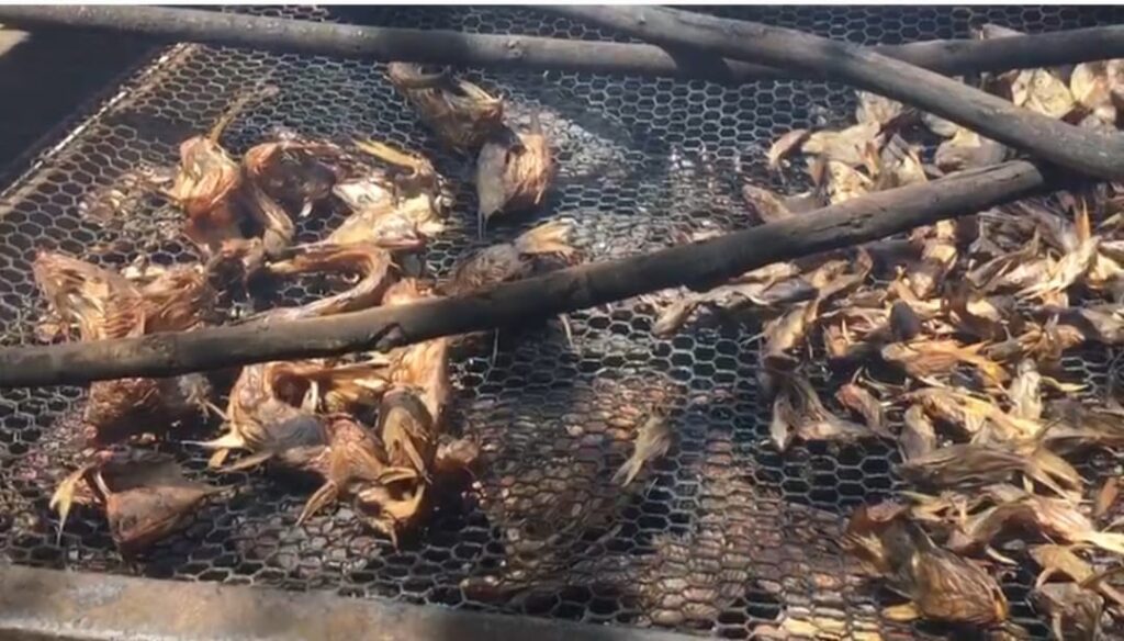 Climate change, pollution and overfishing push White Volta fishermen to the brink