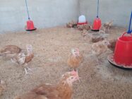 EU backs Ghana’s poultry scheme with 150,000 birds for 3,000 farmers