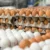 Multimedia Group rolls out mega May Day Egg Sale, promises unbeatable prices