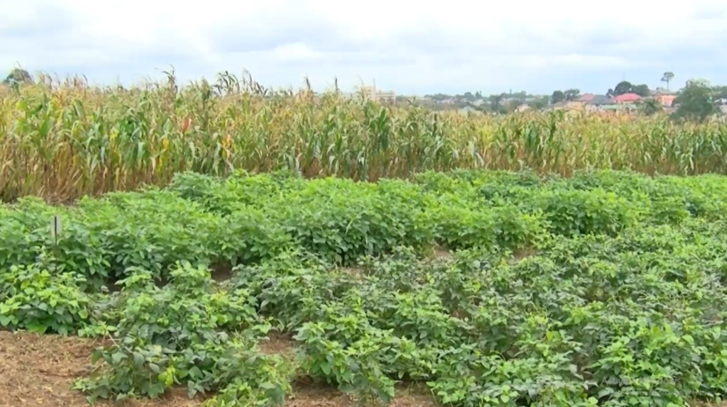 Climate Evidence: Agriculture insurance as ...