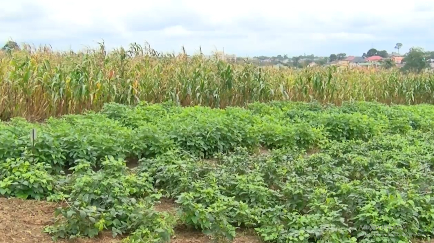 Climate Evidence: Agriculture insurance as lifeline for Ghana’s climate-hit farmers