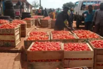 $600m tomato imports undermining Ghana’s economy — Chamber of Agribusiness