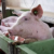 Spain’s huge pork industry seeks salvation from swine fever threat