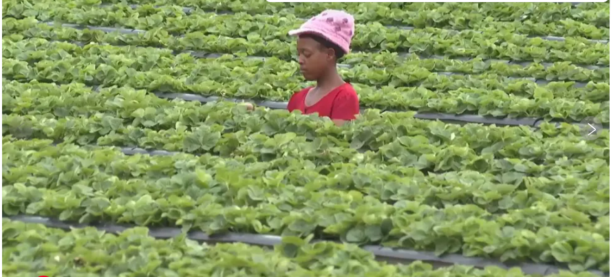 Rwanda’s capital embraces urban farming as development squeezes rare land