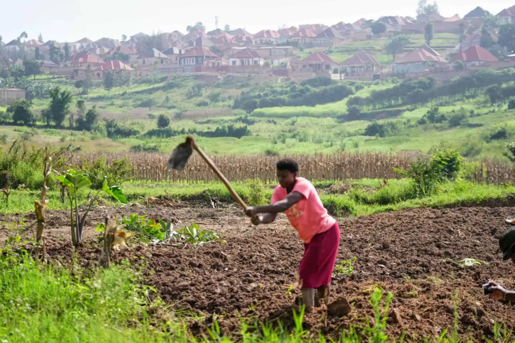 Rwanda's capital embraces urban farming as development squeezes rare land Rwanda's capital embraces urban farming as development squeezes rare land