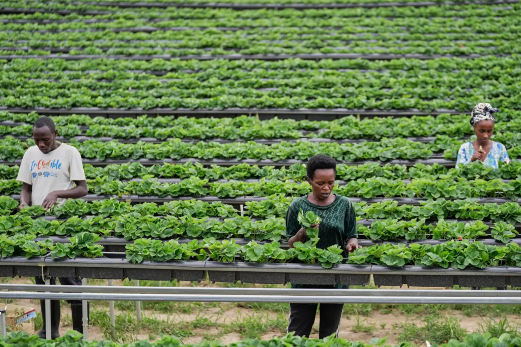 Rwanda's capital embraces urban farming as development squeezes rare land Rwanda's capital embraces urban farming as development squeezes rare land