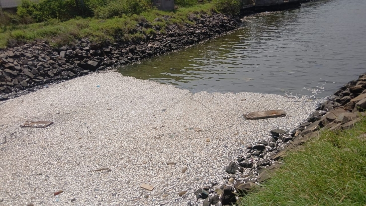 Authorities probe discovery of dead fish...