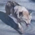 South Korea deploys thermal cameras to track escaped zoo wolf