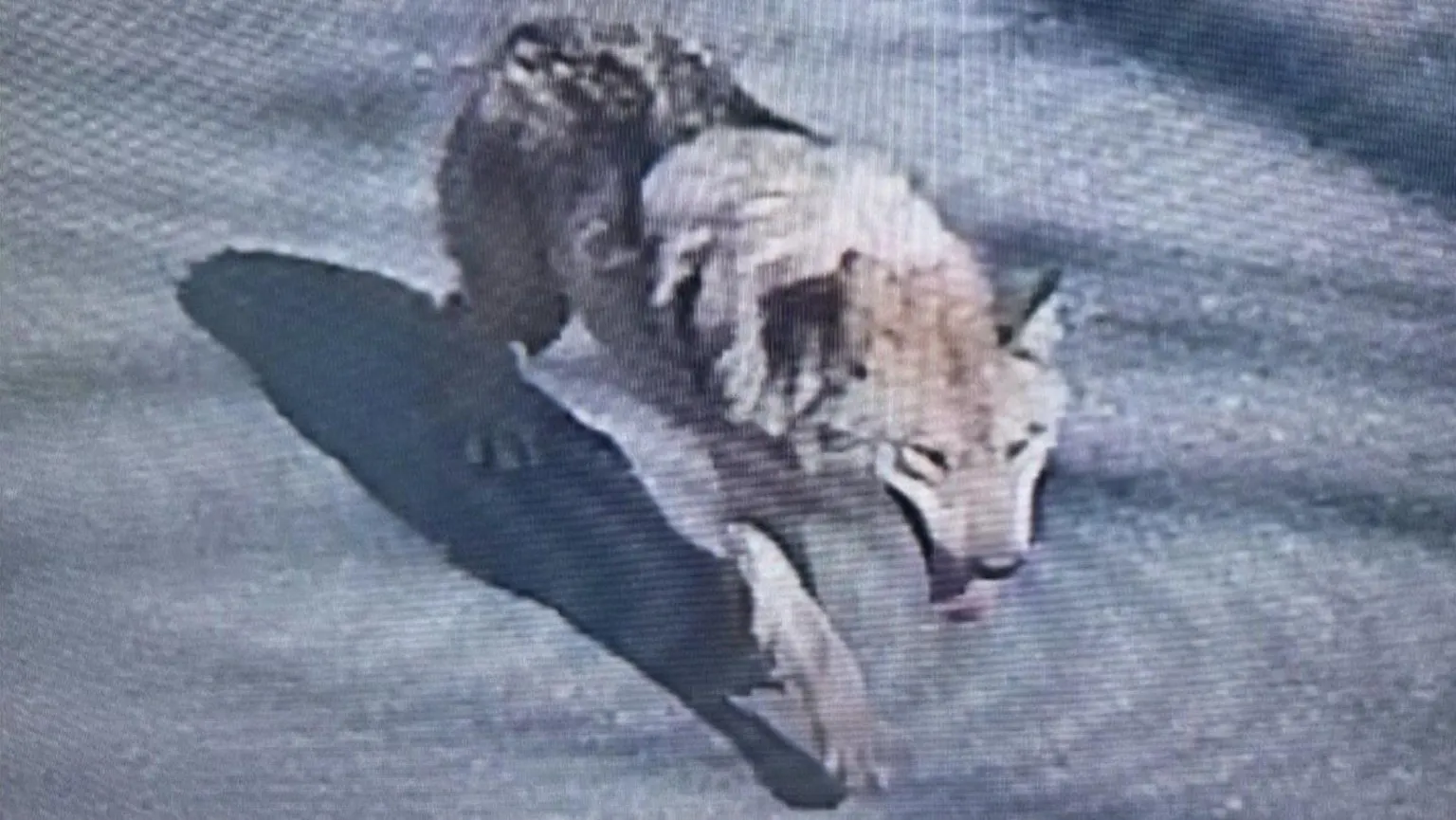 South Korea deploys thermal cameras to track escaped zoo wolf