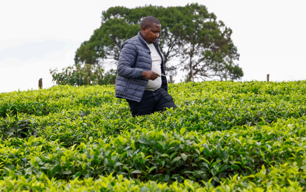 Kenya tea exports hit by Iran conflict as stocks pile up