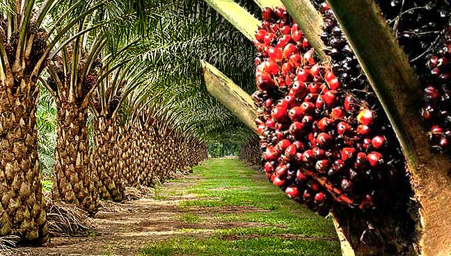 Industry left to struggle – Minority caucus exposes crisis in oil palm sector
