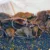 ‘It’s like a decaying body’: Australian farmers battle mouse plague