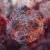 France confirms first hantavirus case