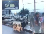 ‘We never authorised livestock sales on principal streets’ – Greater Accra Regional Minister replies