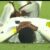Laryea Kingston’s Uganda beat Ghana 8-7 on penalties to secure U-17 World Cup spot and extend Black Starlets’ absence to nine years