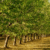 GPSCP II and TCDA partner to boost regulation and investment in tree crops sector