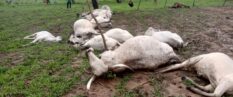 Lightning strike kills over 20 cattle at Tatale