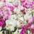 Inside the secretive and lucrative world of orchid breeding