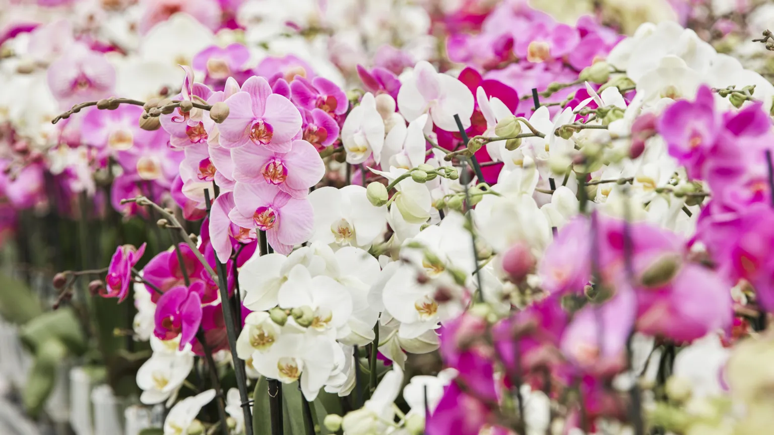 The Secret Garden: Unveiling the Lucrative, Decade-Long Pursuit of the Perfect Orchid