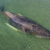 Whale found dead near Danish island after German rescue operation