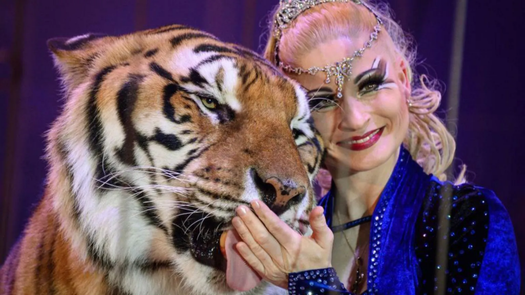 Escaped tiger shot by German police after...