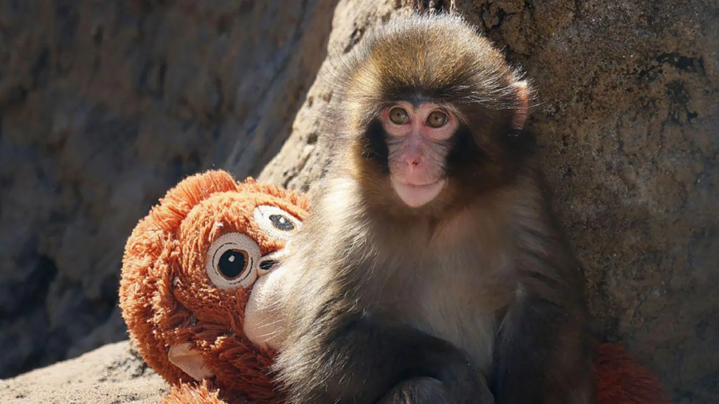 Two men arrested over stunt at enclosure...