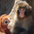 Two men arrested over stunt at enclosure of famous monkey Punch