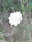 Missing toddler found dead in bush after five-day search in Assin North