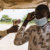 More die of suspected Ebola as WHO warns that numbers will rise further