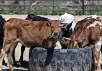 Agriculture Ministry warns against unauthorised livestock markets ahead of Eid