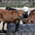 Agriculture Ministry warns against unauthorised livestock markets ahead of Eid