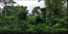 JoyNews checks reveal massive destruction of Oda forest reserve as chiefs call for immediate action