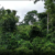JoyNews checks reveal massive destruction of Oda forest reserve as chiefs call for immediate action