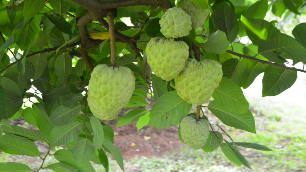 The rise of the fruit that tastes like...