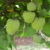 The rise of the fruit that tastes like custard