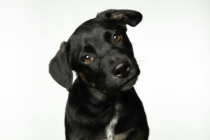 Dog heads don’t prevent heartbreak – ICS debunks growing myth