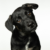 We should smile at our dogs – a new scientific study reveals why
