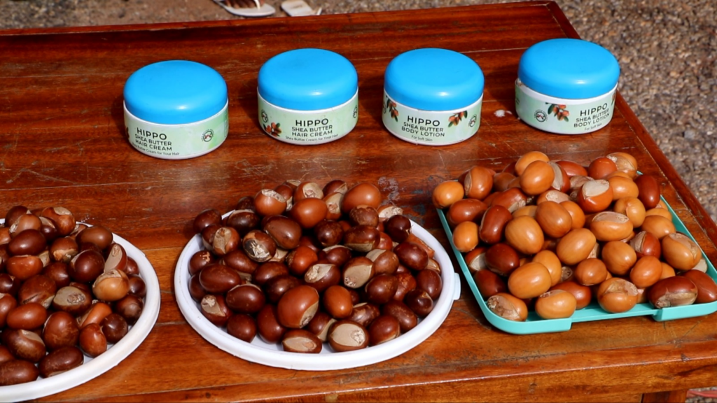 Upper West launches World Shea Expo 2026...