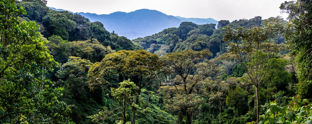Africa struggles to turn forest and biodiversity policies into action, experts say at regional webinar