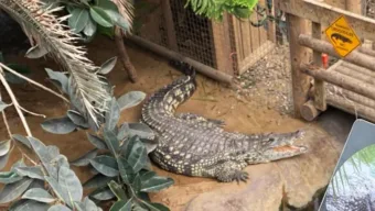 Man arrested after boy injured in zoo crocodile enclosure