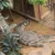 Man arrested after boy injured in zoo crocodile enclosure