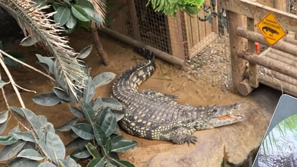 Man arrested after boy injured in zoo...