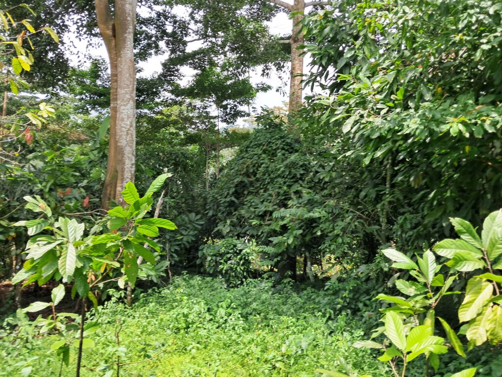 Researchers identify biodiversity value chains with potentia