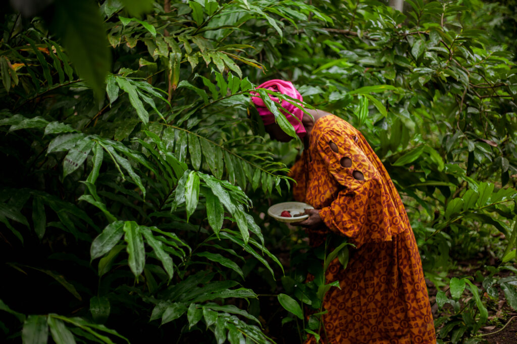 Africa’s forests hold key to jobs, climate action and rural growth, new study finds