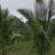 Coconut Farmers Association urges government to establish coconut seedling banks in the Volta Region