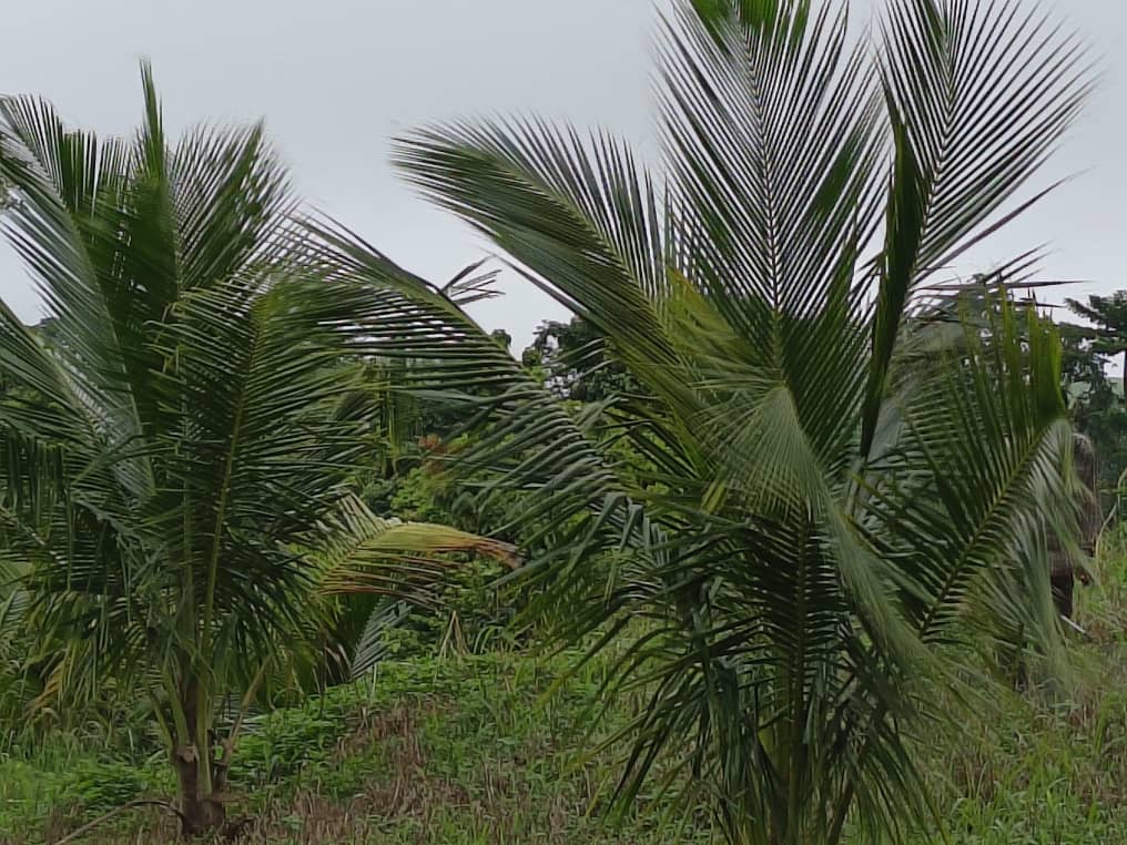 Volta Coconut Farmers Ask Government to Open Seedling Banks