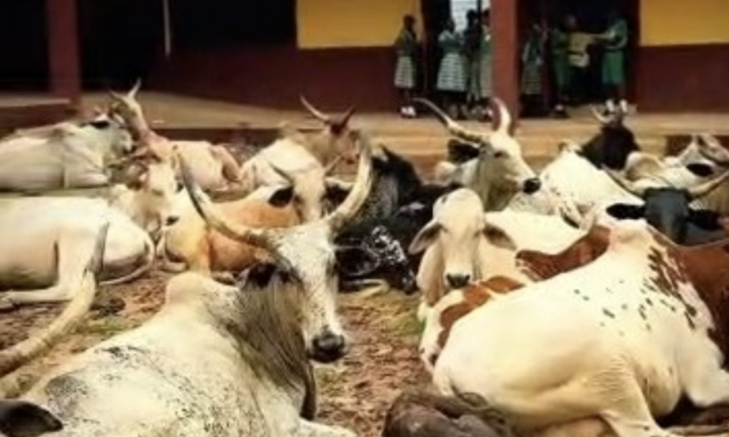 Kpone Katamanso MCE condemns cattle invasion of school after