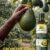 Avocado: Ghana’s next €2bn export win