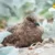 Australia confirms first case of H5N1 bird flu as virus reaches every continent